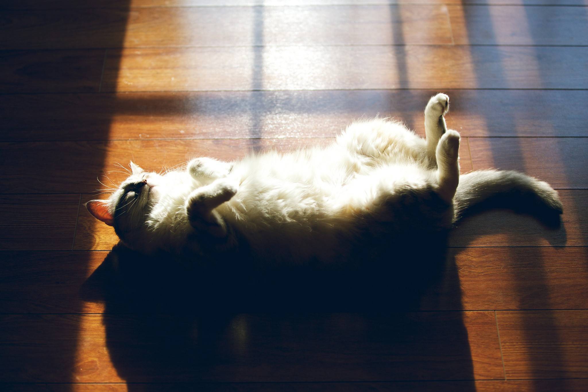 Положение кошки во время сна может многое рассказать о состоянии питомца - досуг