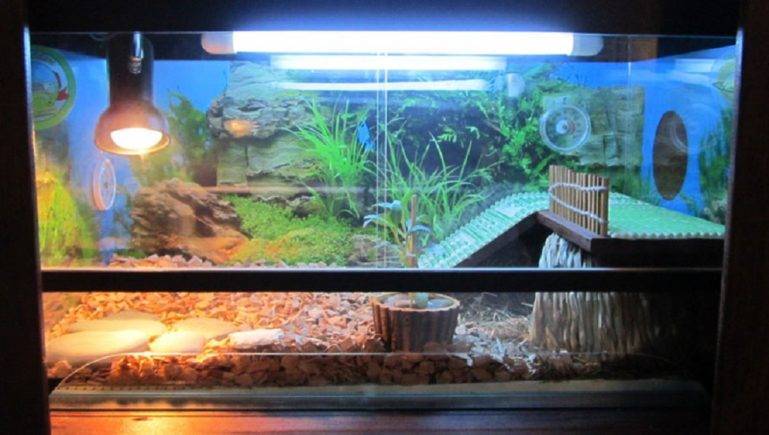 Ультрафиолетовая лампа для красноухих черепах: какая нужна, требования