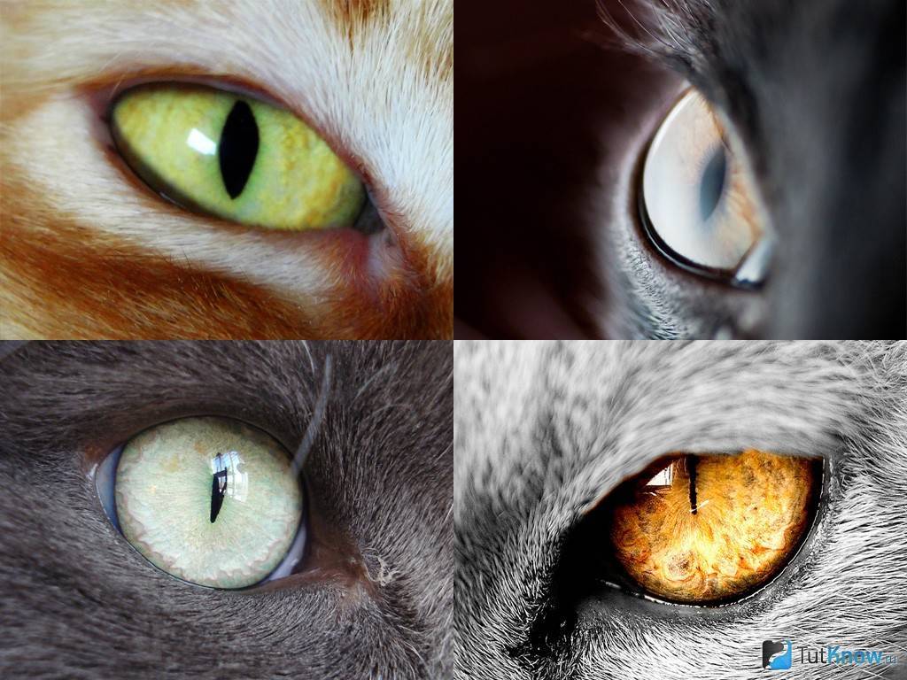 Как кошки видят окружающий мир: особенности зрения кошек и их выдающиеся способности