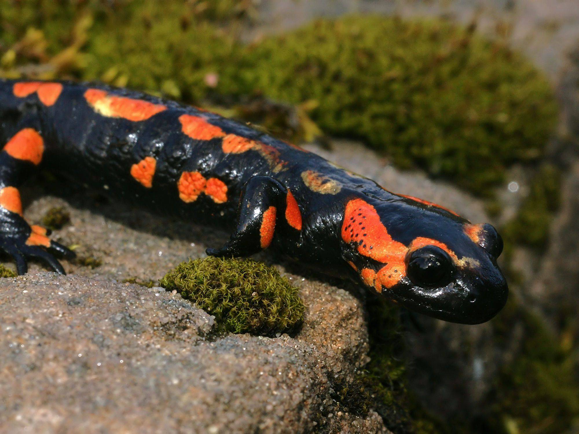 Что собой представляет огненная саламандра: как выглядит ящерица, где обитает и чем питается, виды саламандр