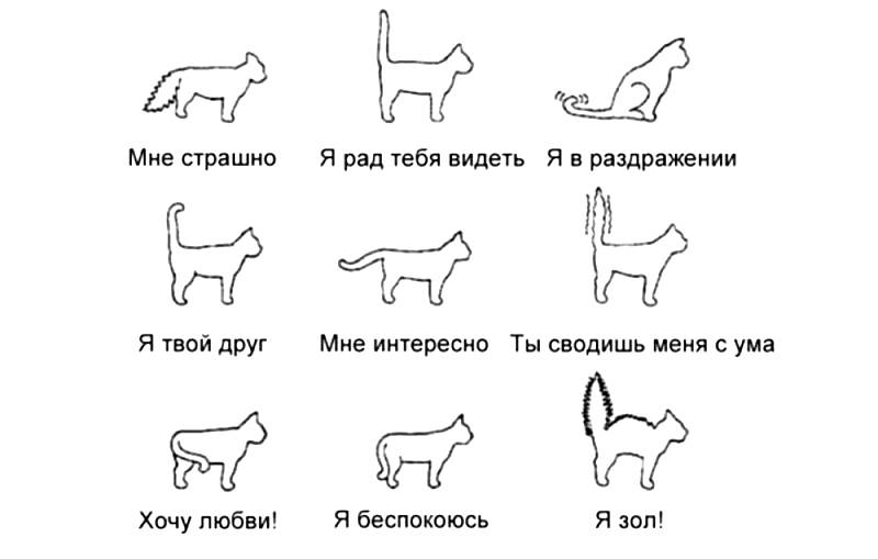 Как понять кошку по хвосту
как понять кошку по хвосту