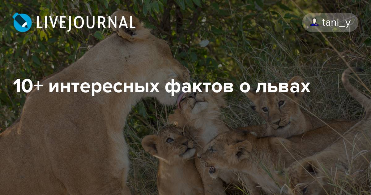 Факты о львах, интересные факты о короле льве - 24сми