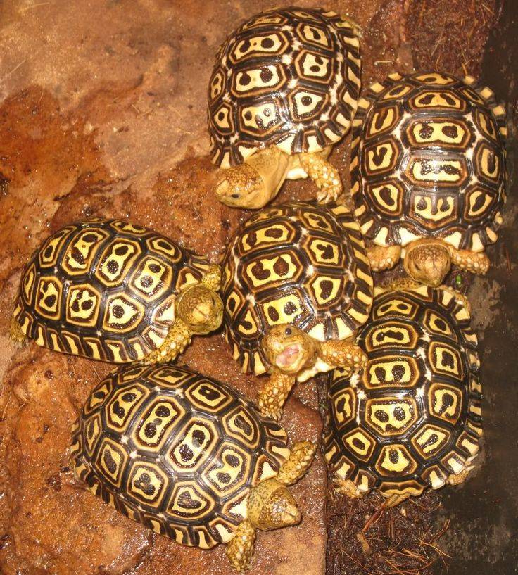 Все о сухопутной черепахе: описание, виды, где живет, сколько живет