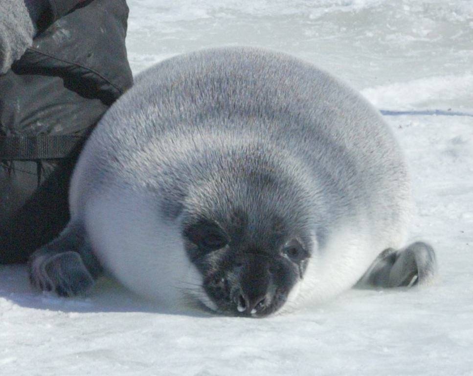 Тюлень – морской увалень