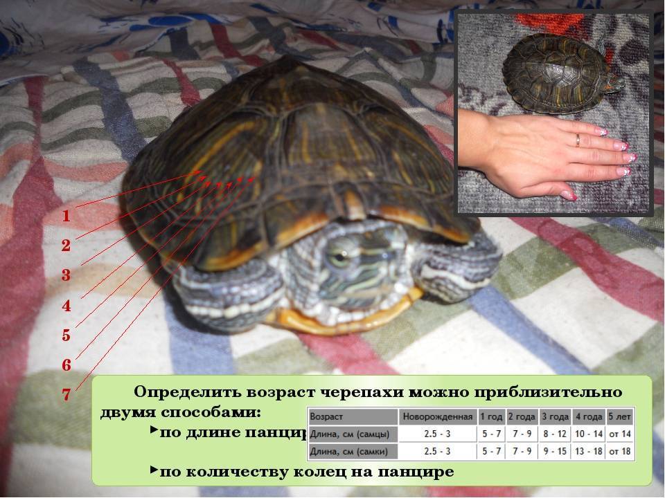 Как определить пол и возраст черепахи красноухой?
