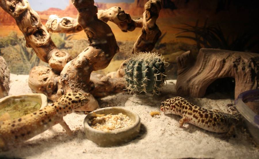 Леопардовый геккон: основные разновидности, содержание в домашних условиях, кормление и размножение