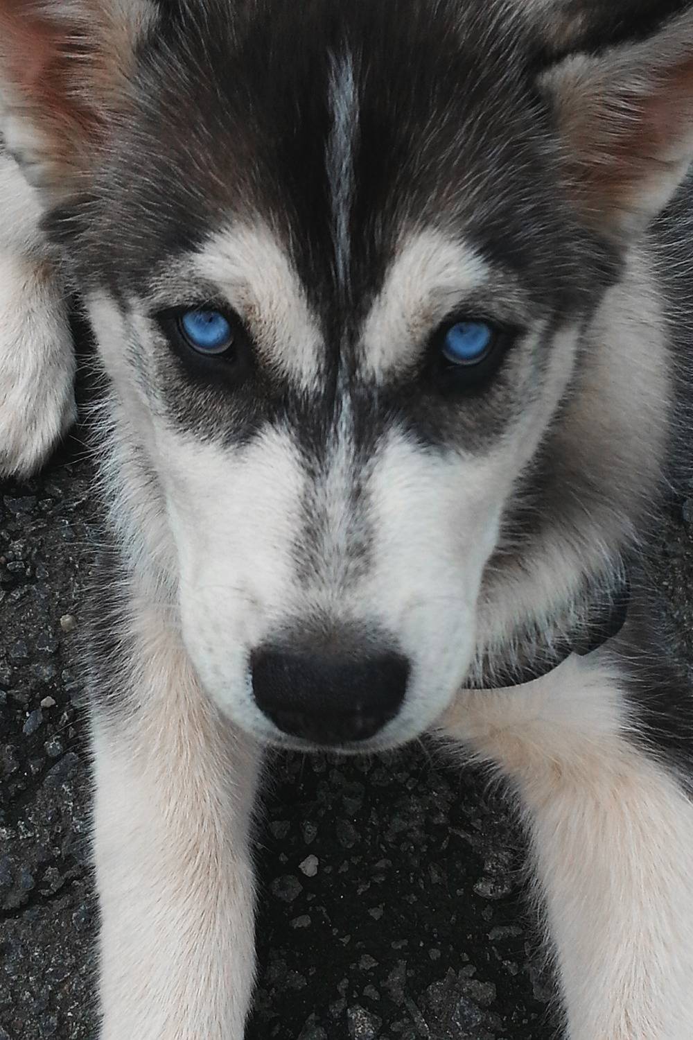 Причины гетерохромии у собак: какие глаза могут быть у хаски, возможные варианты