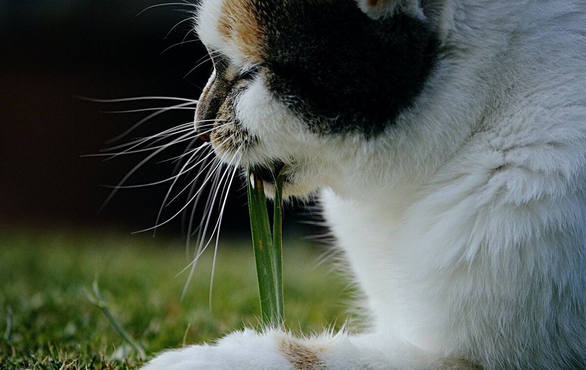 Какую траву любят кошки и почему