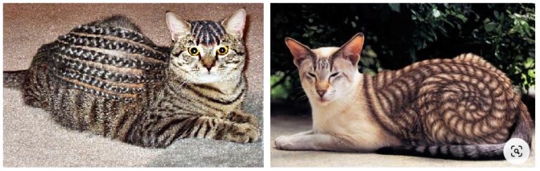 Стрижки кошек - фото, виды и описание