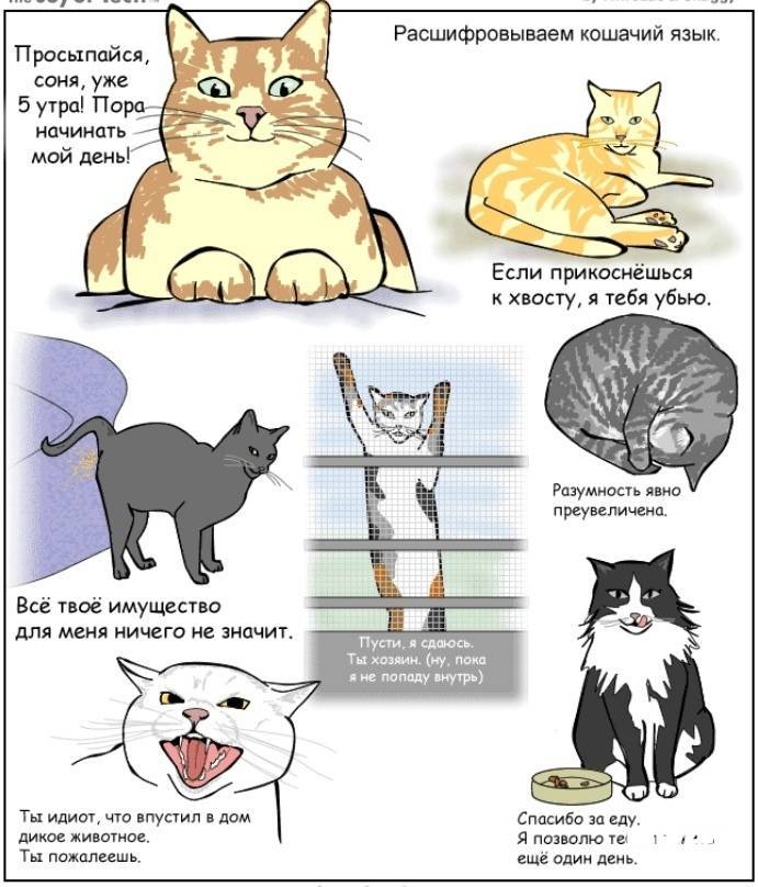 Понимают ли кошки человеческую речь: что считают ученые
