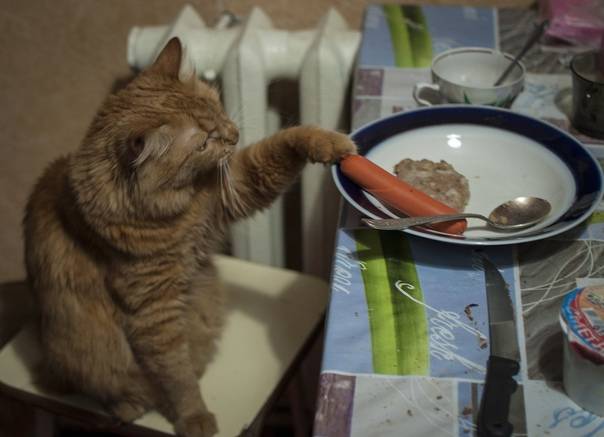 Почему кошка закапывает пищу?
