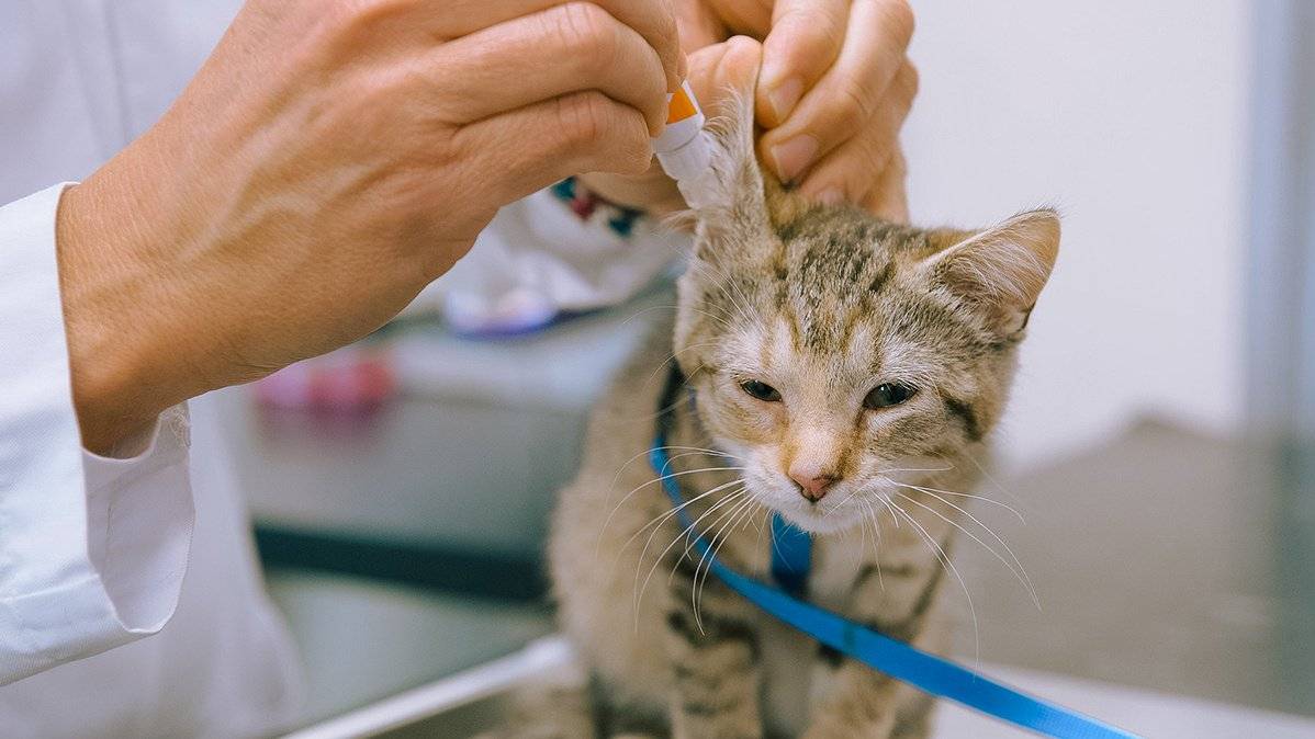 Отодектин для кошек: инструкция по применению, дозировка, рекомендации ветеринаров
