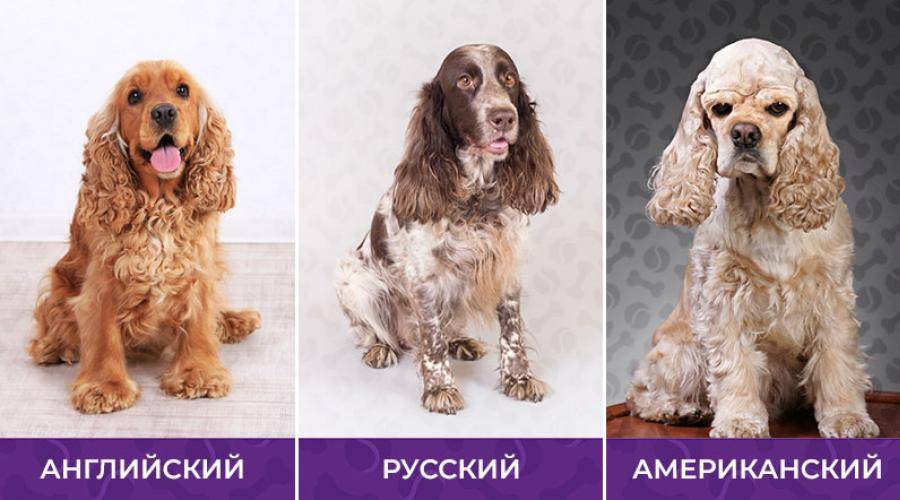 Американский кокер-спаниель: описание породы, характеристика собаки, различия, уход и содержание