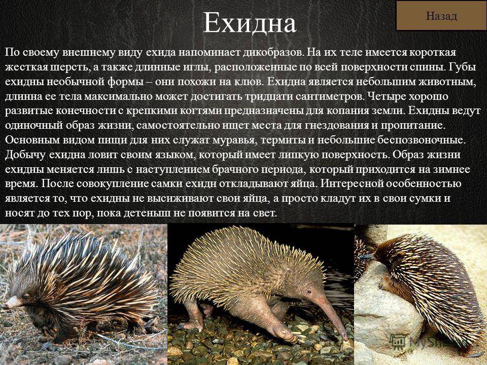 Ехидна образ жизни и особенности животного - oozoo.ru