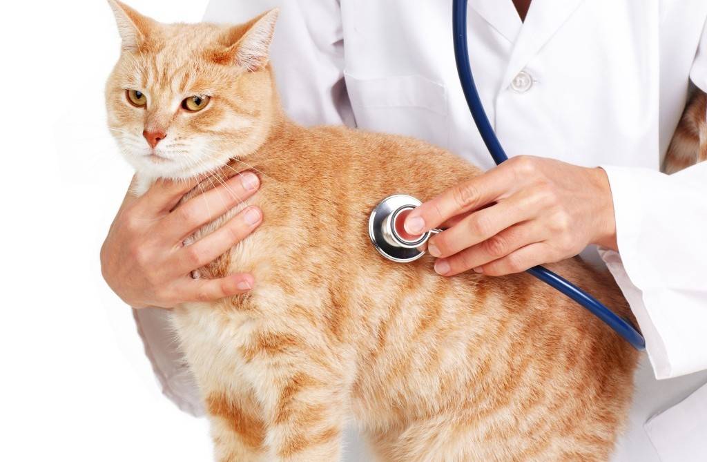Мастит у кошки - причины, симптомы и лечение