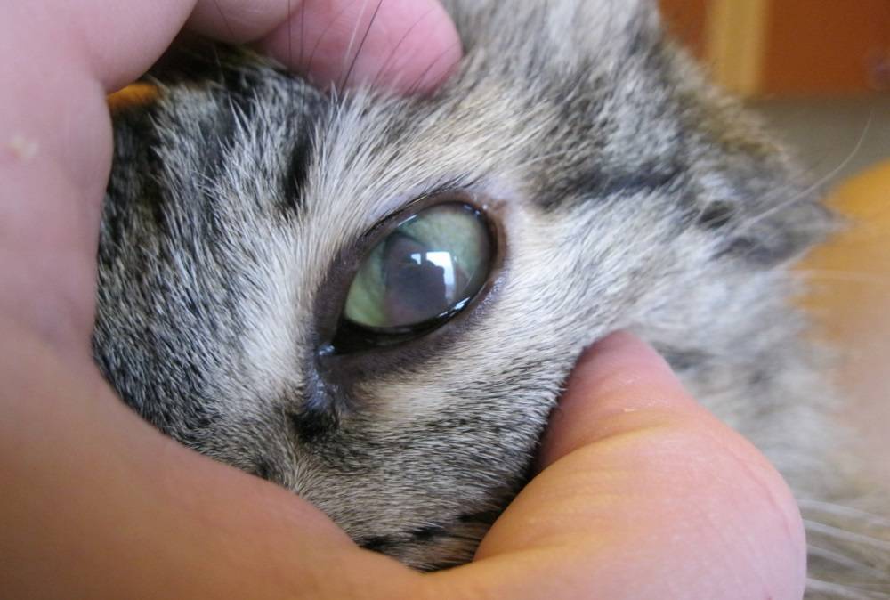 Бельмо на глазу у кошки: лечение, причины, профилактика