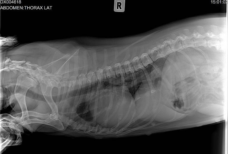 Диагностика опухоли молочной железы у кошки: лечение, причины, диагностика