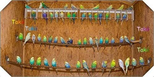 Как происходит спаривание у волнистых попугаев