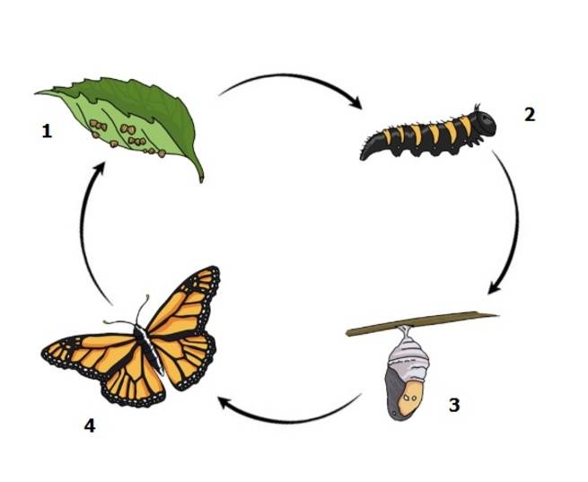 Бабочка — рождение чуда | статья в журнале «юный ученый»