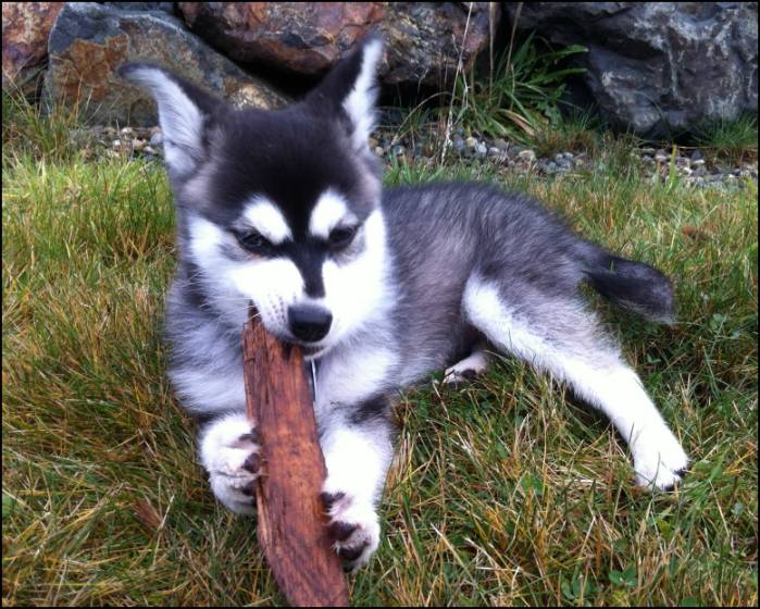 Аляскинский кли кай: отличия от хаски и лайки, описание породы и советы по выбору щенков (105 фото)