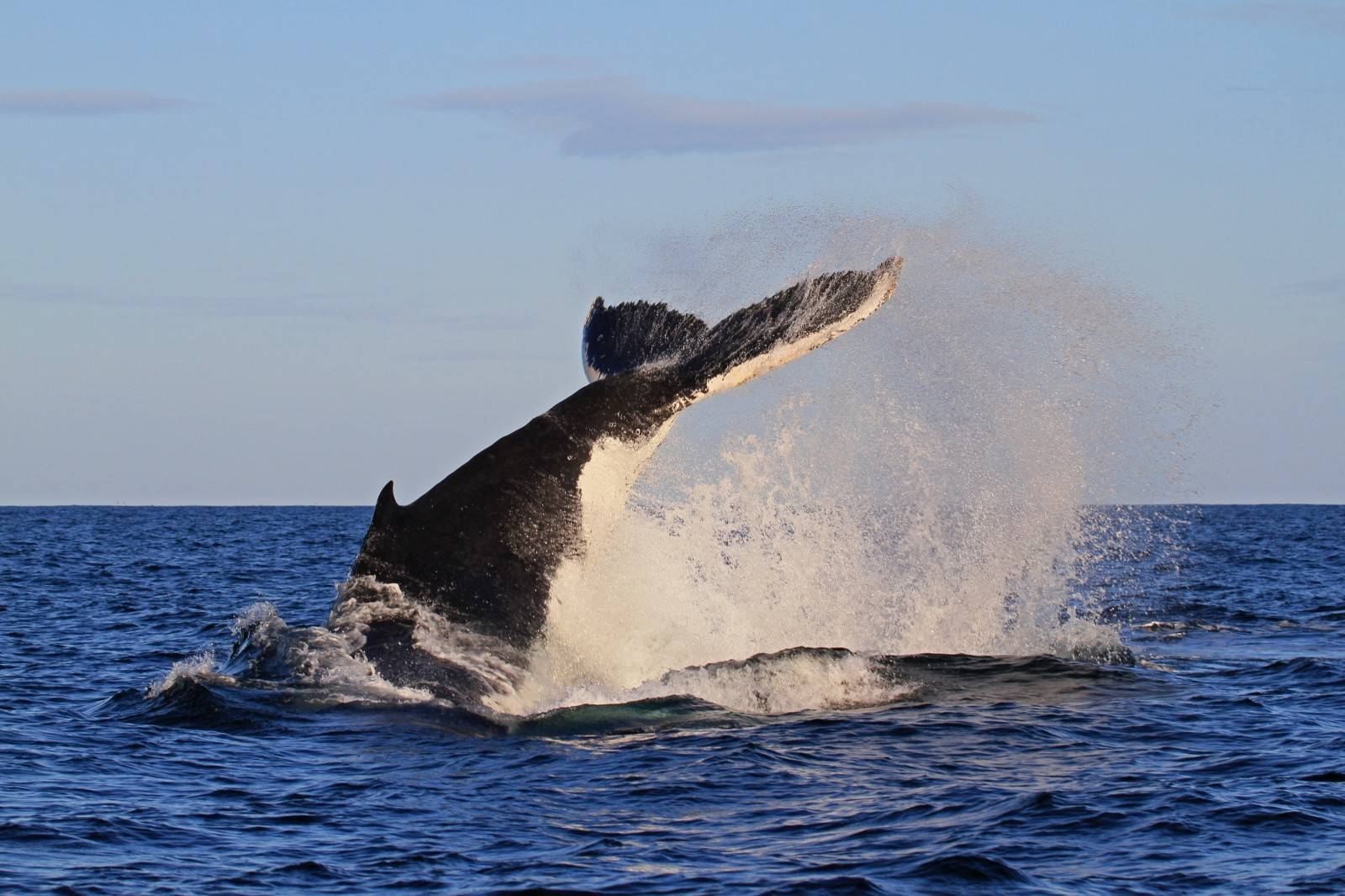 Горбатый кит: фото, описание, образ жизни горбача