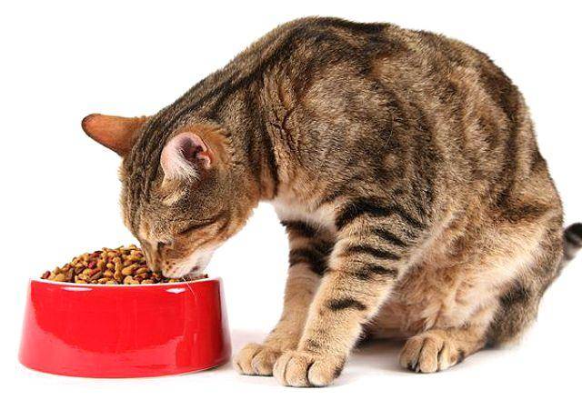Зачем кошка закапывает миску с едой