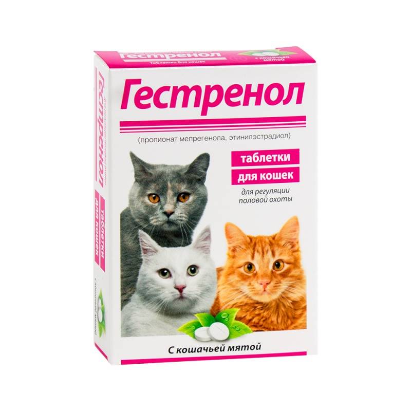 Контрацептивы для кошек: виды и влияние противозачаточных средств