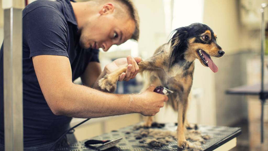 Что такое груминг? или для чего нужен профессиональный подход? ⋆ сеть ветеринарных клиник max&vet