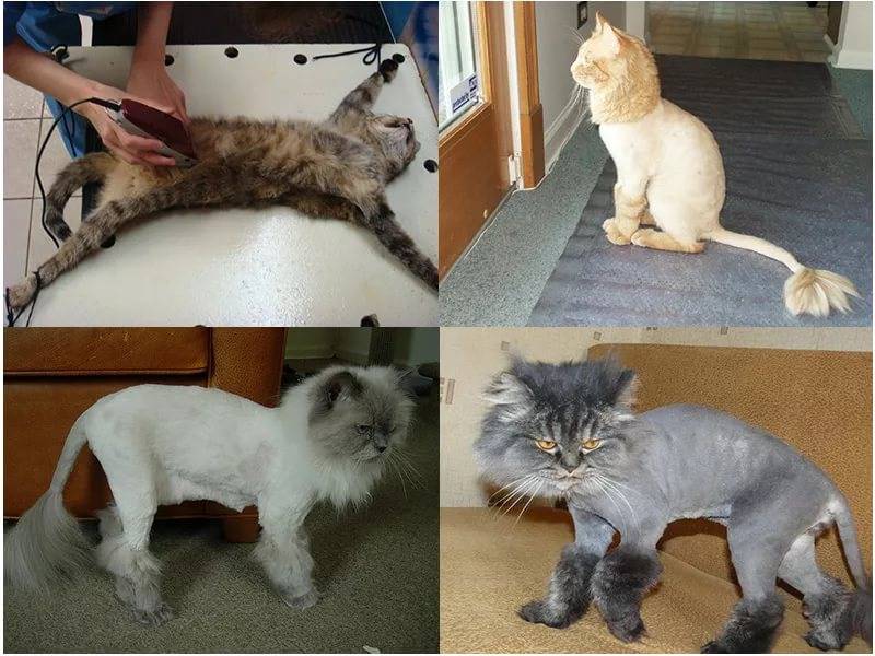 Стрижка домашних кошек: налысо, летом, длинношерстных и другие примеры