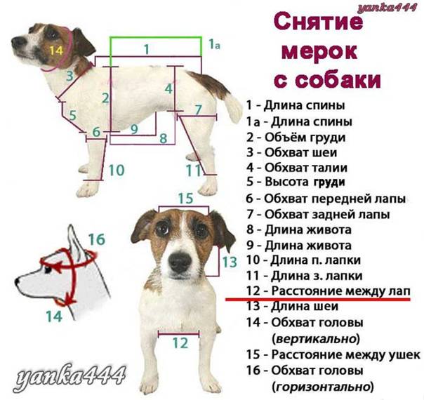 Варианты размеров одежды для собак, как снять мерки
