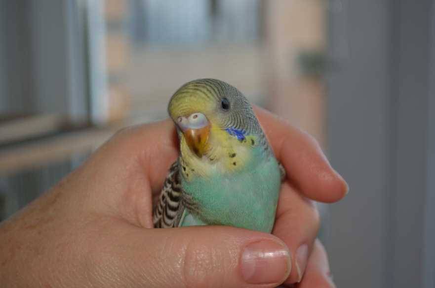Как выбрать птенца волнистого попугая мальчика