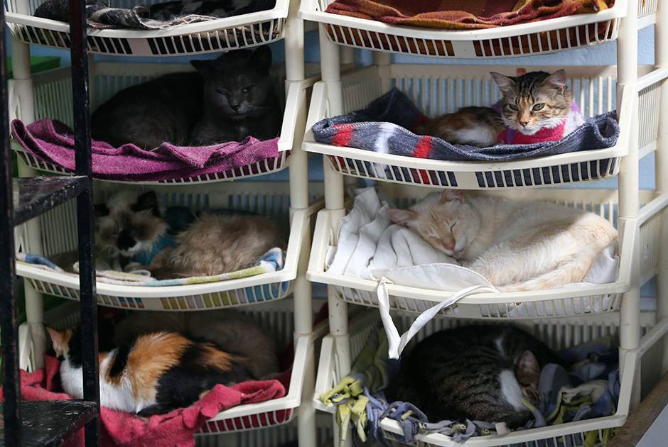Место для кошки: все тонкости выбора спального места для кошки (фото, инструкция, рекомендации)