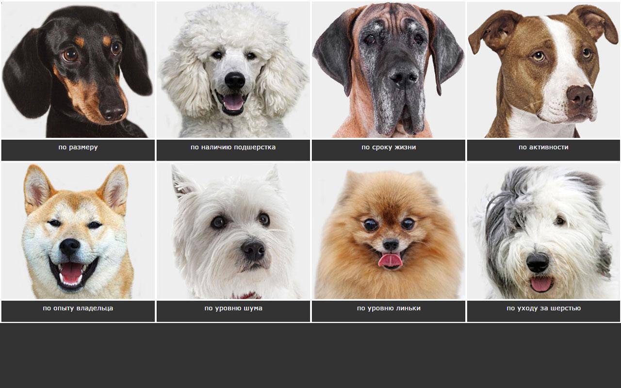 Топ 10 самых лучших и популярных пород собак в мире: названия, описание и фото