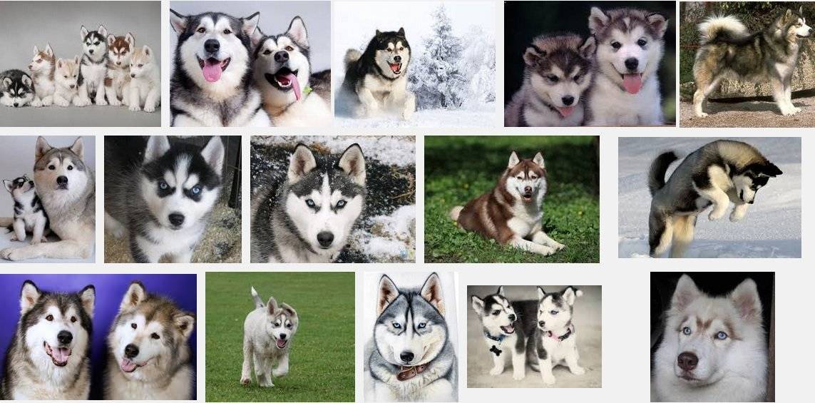 Породы собак, напоминающие хаски и их отличия