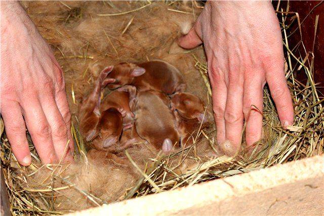 8 признаков, как можно узнать что крольчиха беременна
