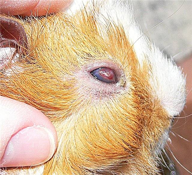 Болезни морских свинок — их симптомы и лечение