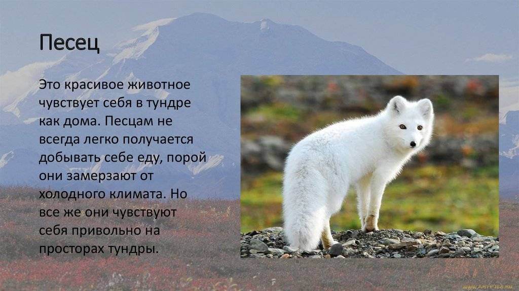 Песец (полярная лиса): все самое интересное о повадках, образе жизни