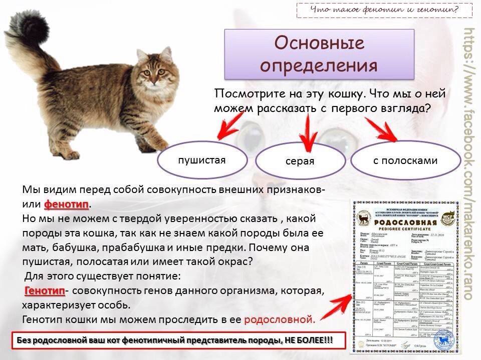 Как определить возраст котенка - wikihow