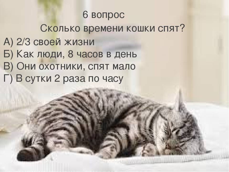 Сколько часов спят кошки в сутки - zoosecrets