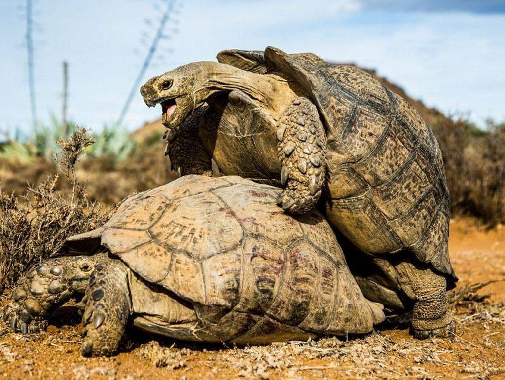 Как спариваются черепахи: особенности, правильный уход и выращивание черепах