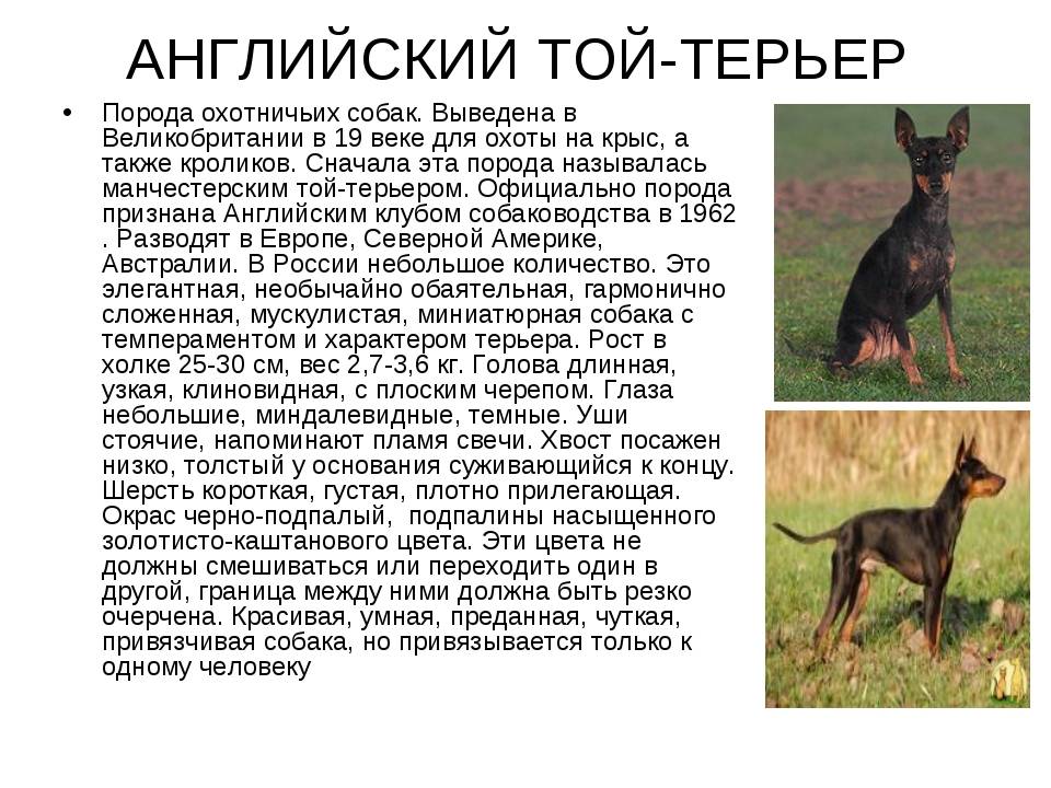 Русский той-терьер (длинношерстный и гладкошерстный ): уход, содержание и описание породы с фото