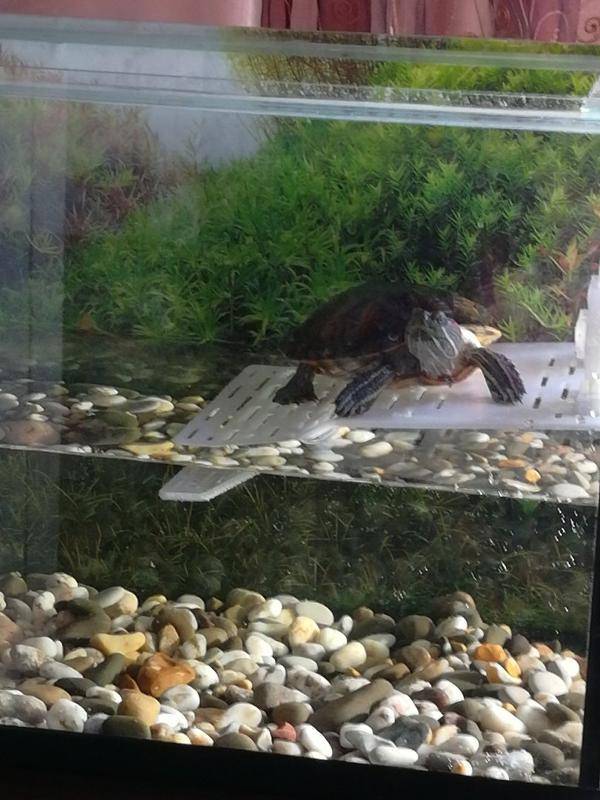 Вода в аквариуме для красноухих черепах