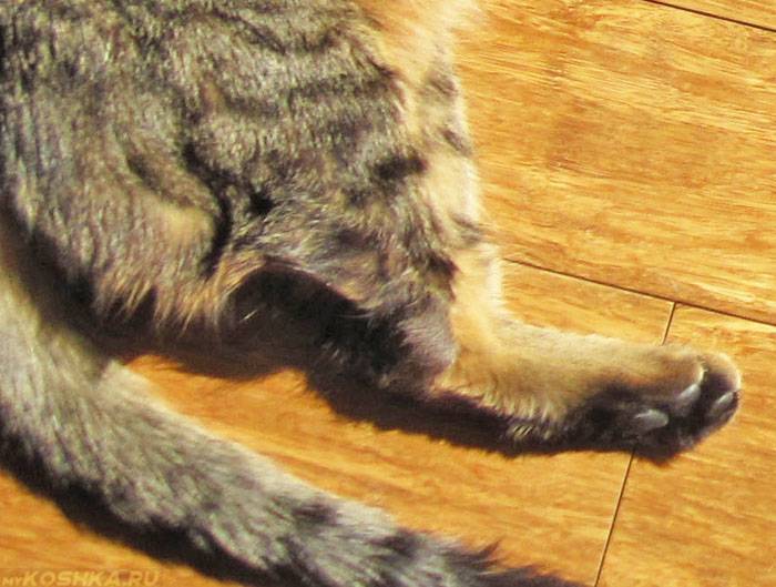 Почему опухла лапа у кошки, что делать: причины опухоли или отека конечности, решение проблемы