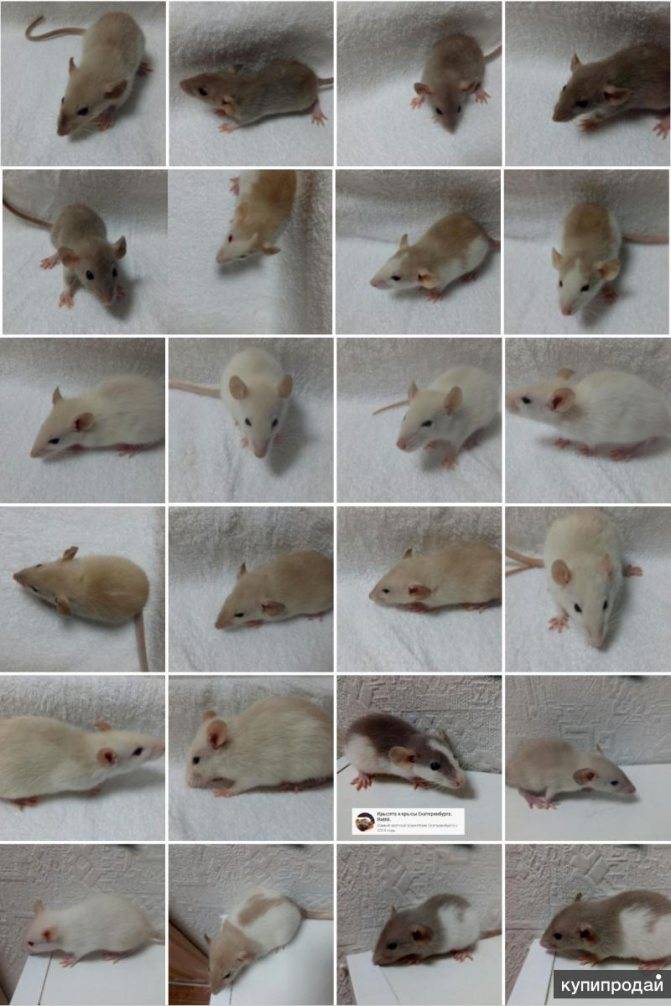 В гостях у крыс: как правильно выбрать грызуна и ухаживать за ним
