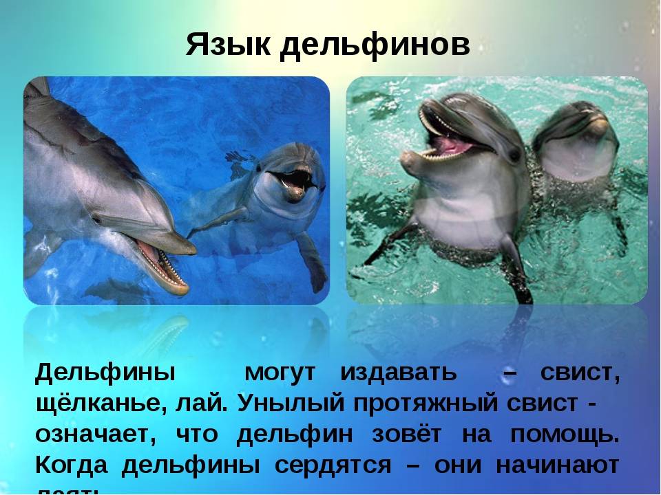 Почему язык дельфинов круче человеческого?