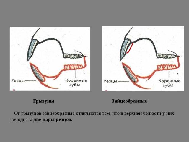 Статья анатомия зубов домашнего кролика