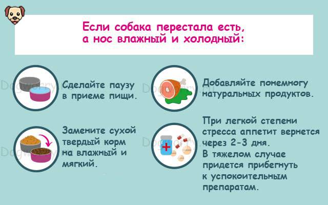 Собака плохо ест, вялая: что делать, причины отказа от еды