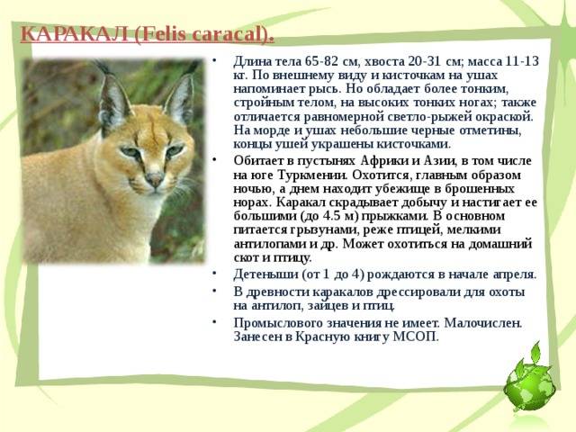 Домашний каракал: сколько стоят котята пустынной рыси, где обитают в природе и как их содержат дома?