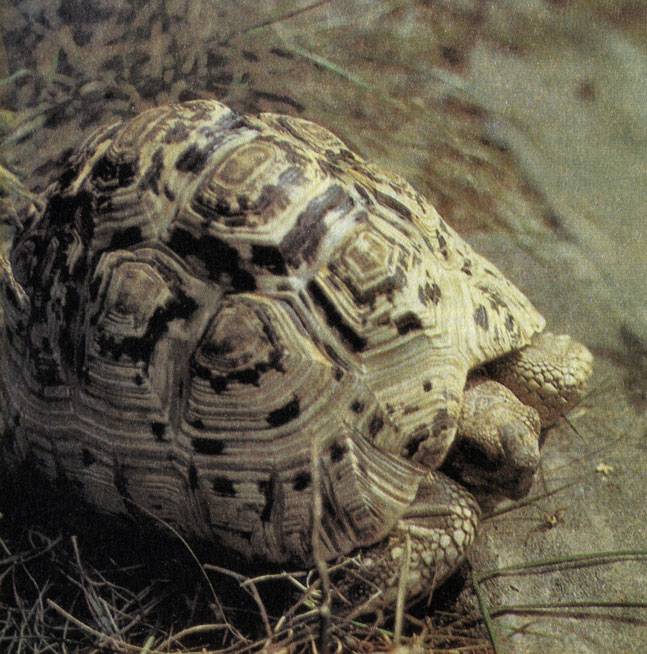 Леопардовая черепаха - фото, описание, ареал, рацион, враги, популяция - рептилии