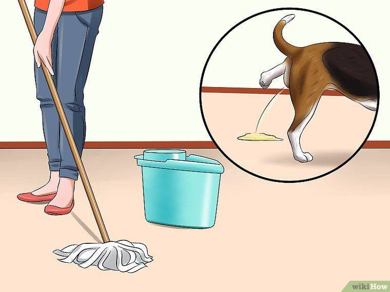 Как приучить щенка ходить в туалет на улицу